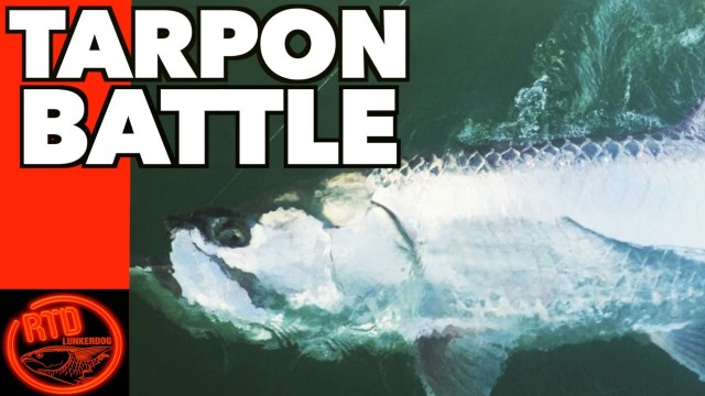 Beach Tarpon Fishing Battle – Lunkerdog