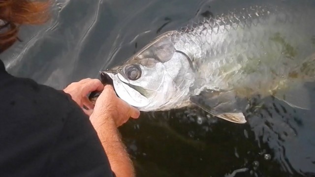 This Guy Catches a Dinosaur Fish…. And He Lets It Go