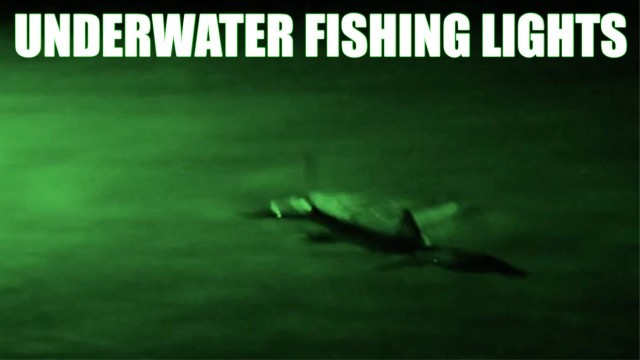 Snook and Tarpon Fishing  – Underwater Fishing Lights LIVE BAIT or FLY