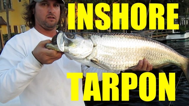 The Mullet Run – Inshore Florida Tarpon Fishing