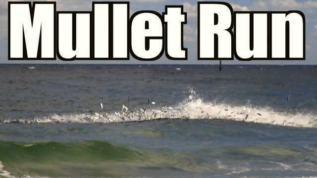 Mullet Run Highlight 2014