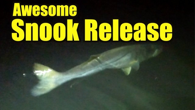 Big Snook Fishing – Fort Lauderdale Florida