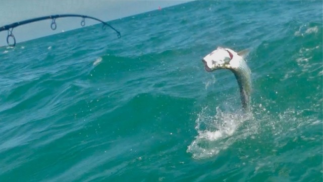 Light Tackle Tarpon Fishing