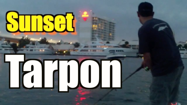 Live Bait Tarpon Fishing Highlight Fort Lauderdale Florida