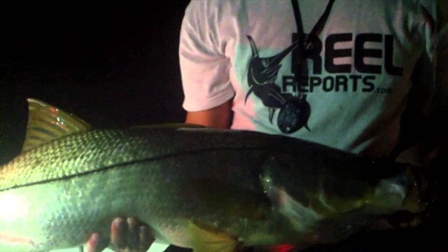 Monster Snook Fishing