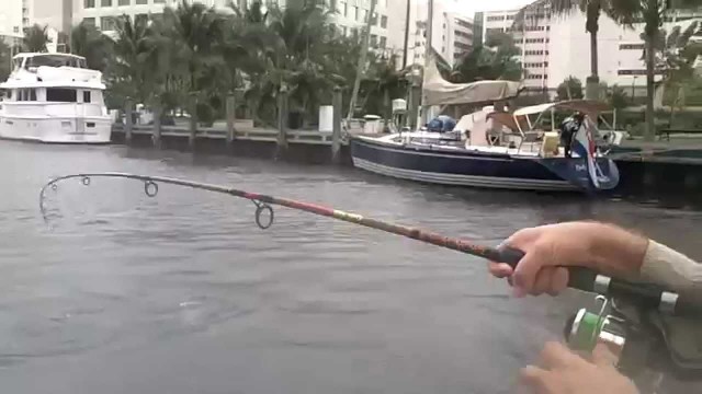 Fun Fishing Inshore Tarpon on LIve Mullet