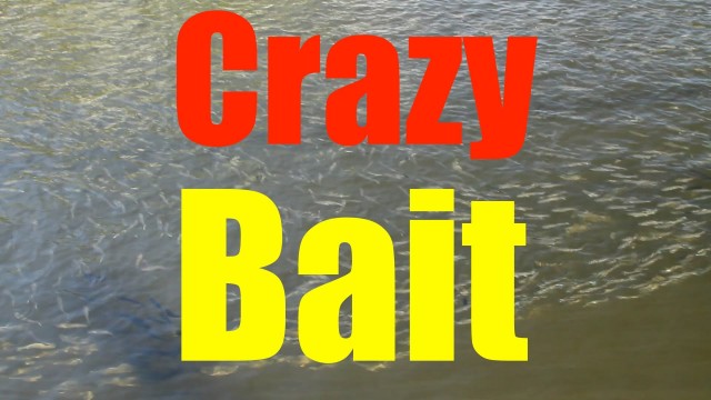 Crazy Fishing Bait – Mullet Migration