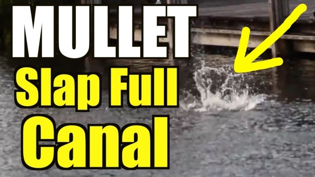 Mullet Run Hype Video SLAP FULL Canal Bait