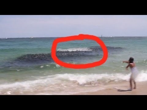 Mysterious Sea Creatures CAUGHT ON CAMERA