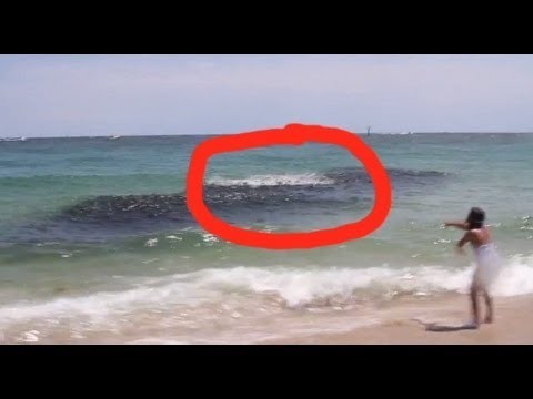 Mysterious Sea Creatures CAUGHT ON CAMERA