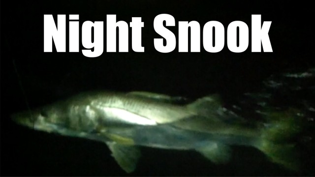 Big Snook Fishing with Captain Jeff