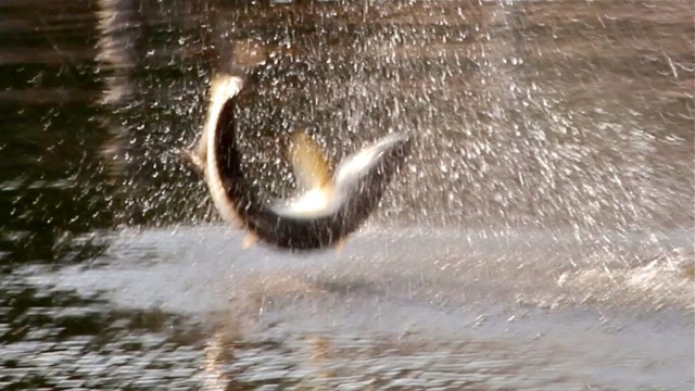 Tarpon Jump Fishing Video