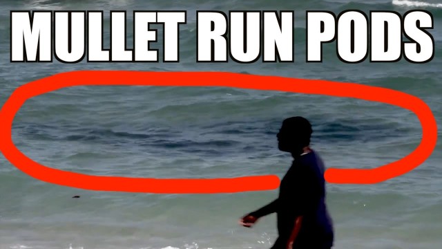 Mullet Run Pods of the Beach (Fall)