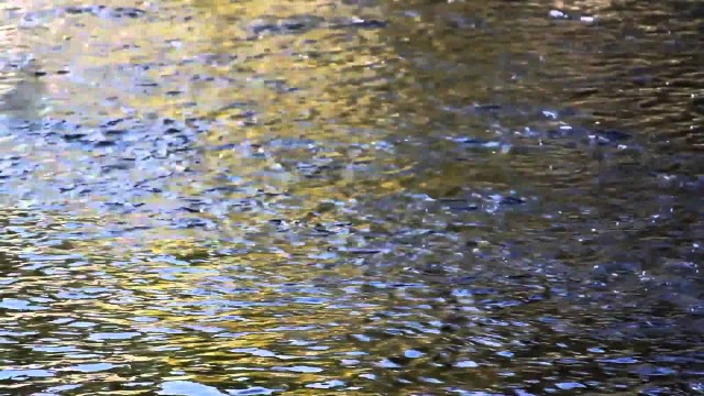 Millions of Fish – Mind Blown