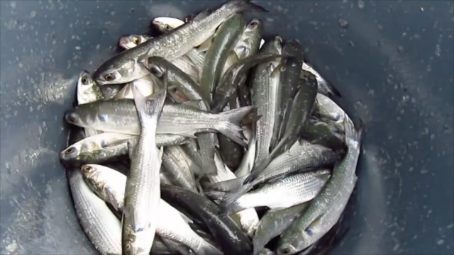 Live Mullet For Tarpon FIshing