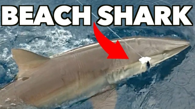 Beach Shark Goes Arial – Lunkerdog