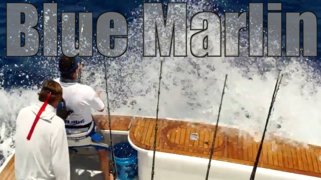 Game Fishing Blue Marlin on a Wesmac Fishing Boat