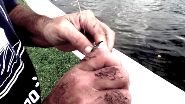 How To Hook A Live Mullet