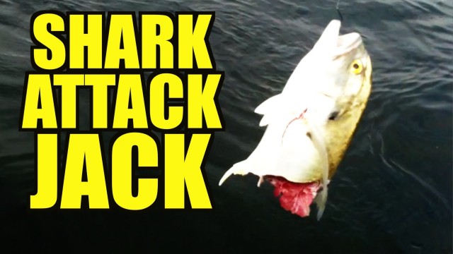 SHARK ATTACK on Fish!  Dont Swim In The Canals