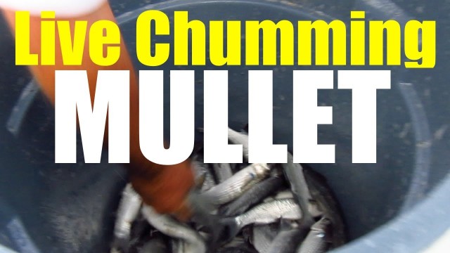 How To Live Chum Mullet