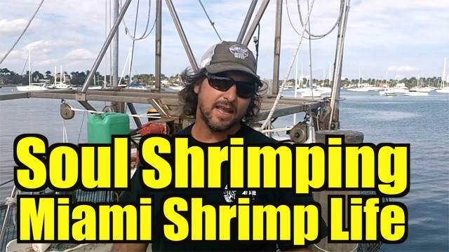 Soul Shrimping Miami REAL FISHERMAN OF SHRIMP LIFE