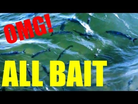 Bait Fish Everywhere